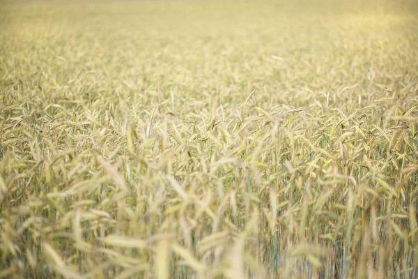 Pšeničné Pole Spikelety Přirozené Pozadí — Stock fotografie