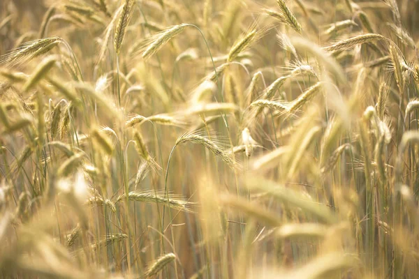 Пшеничное Поле Шипами Естественный Фон — стоковое фото