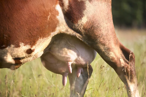 草中的牛蹄和乳房 — 图库照片