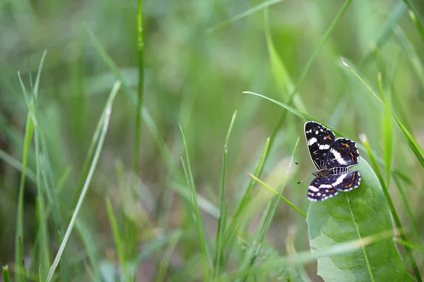 Beautiful Butterfly Sits Green Grass — Stock Photo, Image