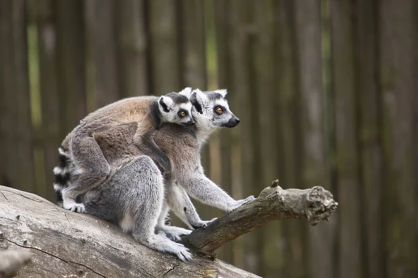 family of ring tailed lemurs sitting on a tree branch