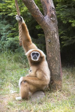 Gibbon bir ağacın gölgesinde istirahat