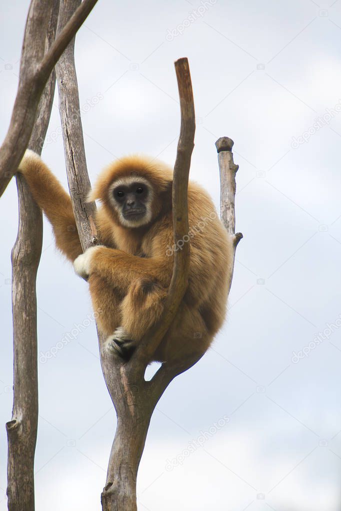 Gibbon sits on the top of a tree against the sky