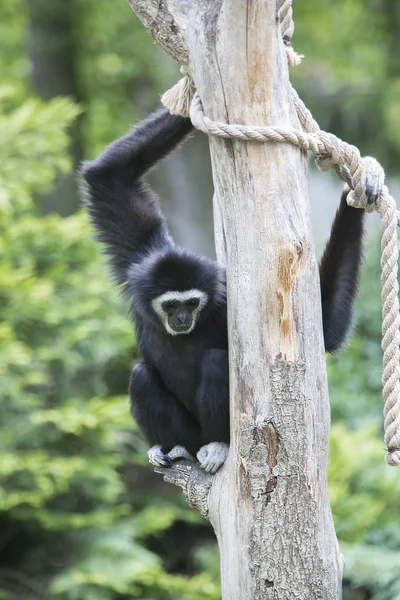 Gibbon Está Sentado Una Rama Árbol —  Fotos de Stock