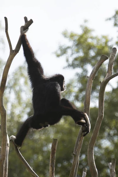 Gibbon Colgando Una Rama Árbol —  Fotos de Stock