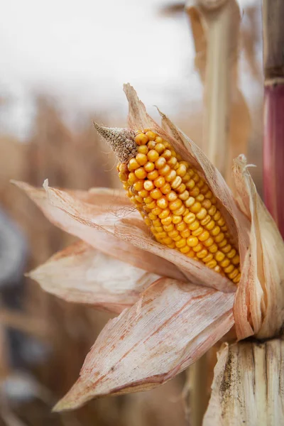 Kukuřice Poli Během Období Zrání Cob Plněné Hrubým Zrní — Stock fotografie