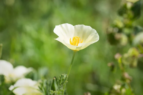 Beautiful white poppy flower in the meadow. Field of delicate flowers. Natural abstract background.