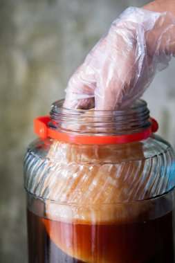 Kombucha Scoby, fermente kombucha çay, çay mantar tutan el sağlıklı gıda