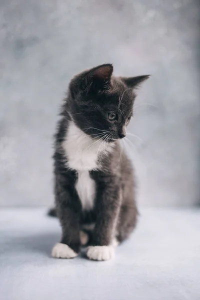 Liten Grå Katt Med Vita Fötter Grå Bakgrund — Stockfoto