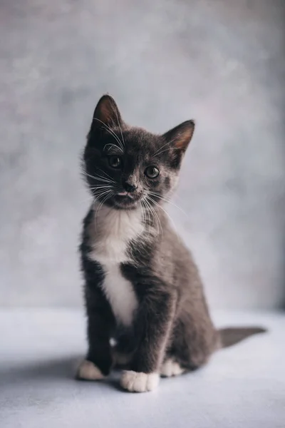Gri arka planda beyaz ayaklı küçük gri kedi