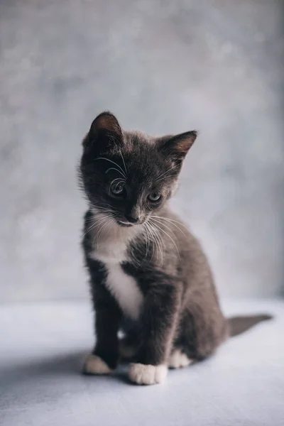 Little grey cat with white feet on grey background