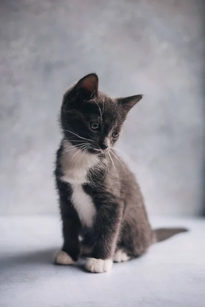 Kleine Graue Katze Mit Weißen Füßen Auf Grauem Hintergrund — Stockfoto