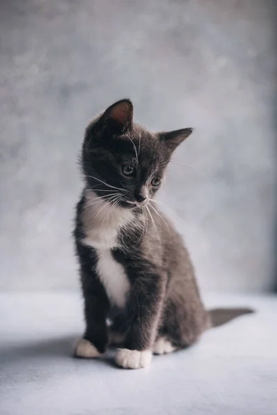 Little grey cat with white feet on grey background