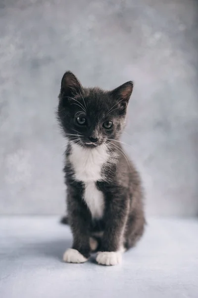 Little grey cat with white feet on grey background
