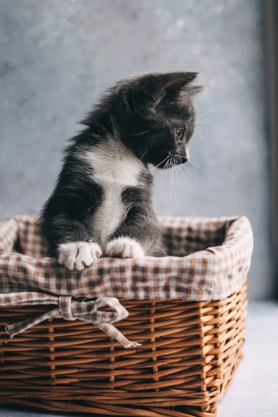 Little grey cat with white feet in basket on grey background