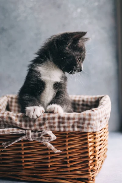 Kleine Graue Katze Mit Weißen Füßen Korb Auf Grauem Hintergrund — Stockfoto