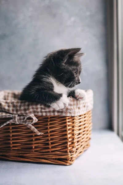 Kleine Graue Katze Mit Weißen Füßen Korb Auf Grauem Hintergrund — Stockfoto