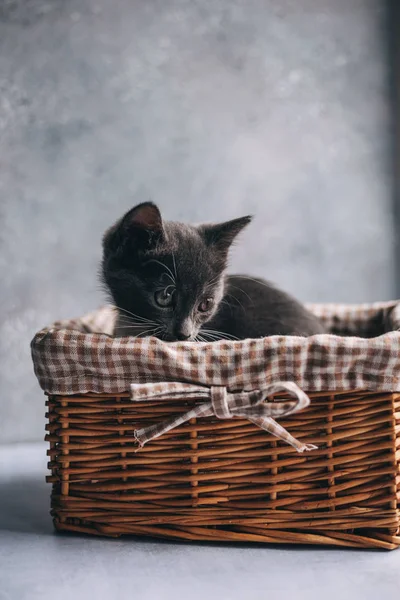 Little grey cat with white feet in basket on grey background