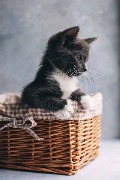 Kleine Graue Katze Mit Weißen Füßen Korb Auf Grauem Hintergrund — Stockfoto
