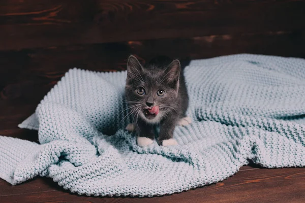 Kleine Graue Katze Leckt Auf Blauer Decke Auf Dunklem Holzgrund — Stockfoto