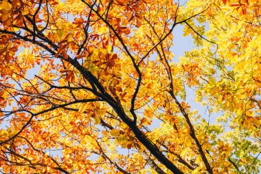 Sonbahar yapraklarının renkli dalı