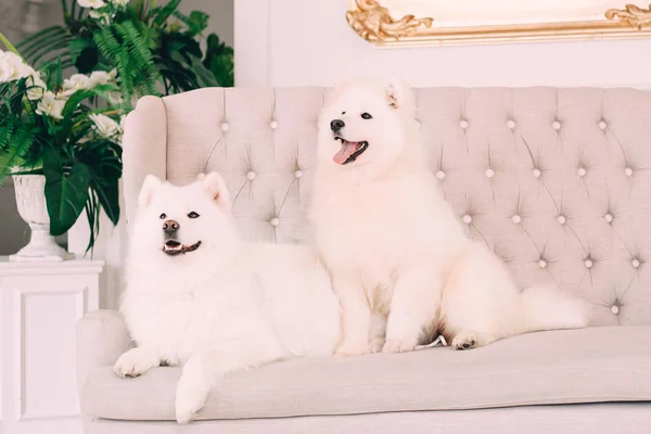 Kanepede samoyed köpekler. Hayvan