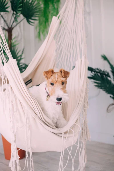 Little dog in a hammock inf a house.