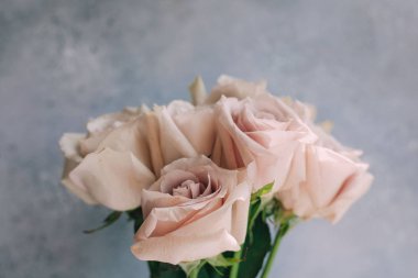 gri ve mavi arka yumuşak pembe güller. Arka plan