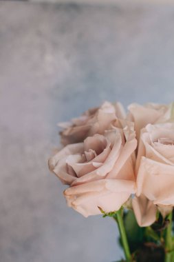 gri ve mavi arka yumuşak pembe güller. Arka plan