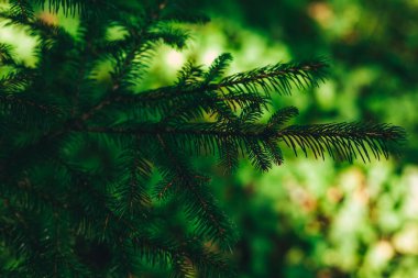 Kürk ağacı dalı. ışık. Güneş