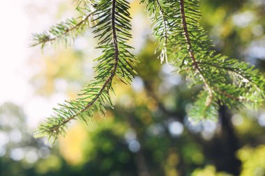 Kürk ağacı dalı. ışık. Güneş