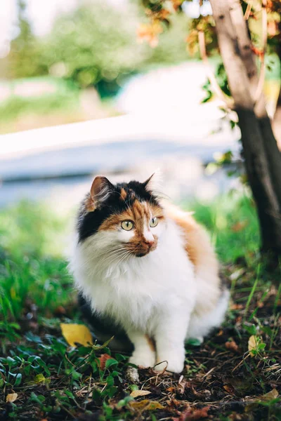 Cat.park. Kitty. Ağaç