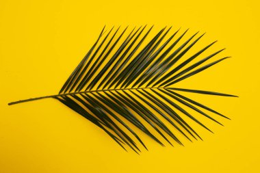 Sarı arka plan üzerinde palmiye yaprağı