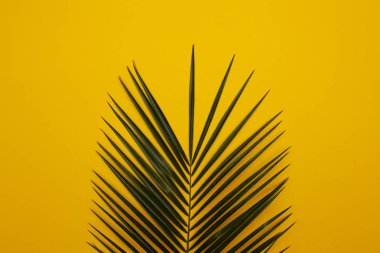 Sarı arka plan üzerinde palmiye yaprağı