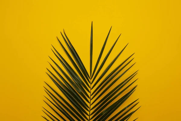 Palmtak Gele Achtergrond — Stockfoto