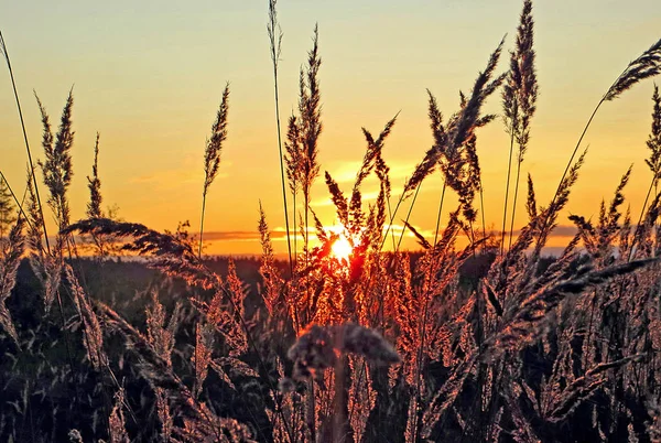 Beautiful Sunset Field — Stock Photo, Image