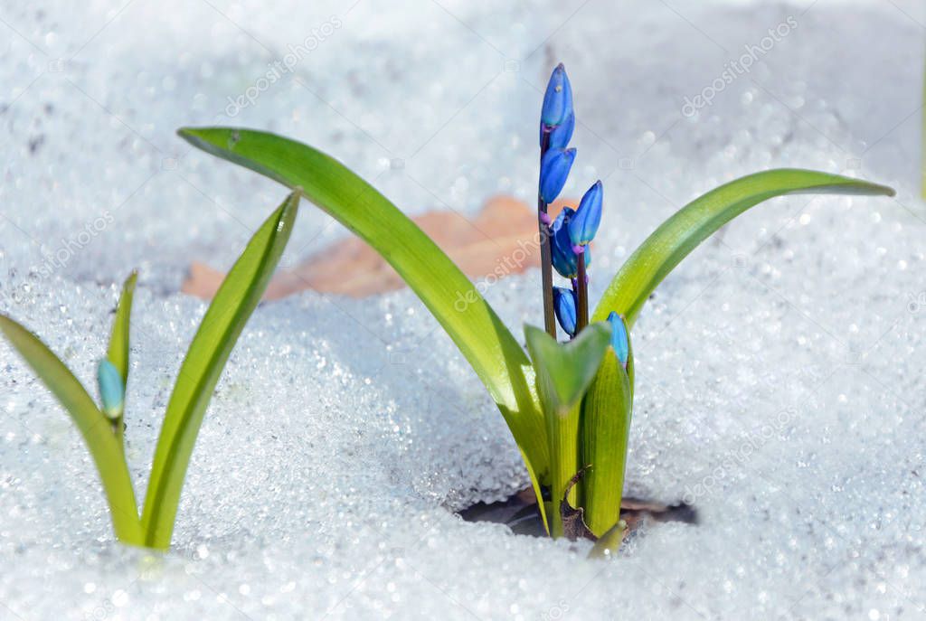 The first spring flower grew out of the snow.