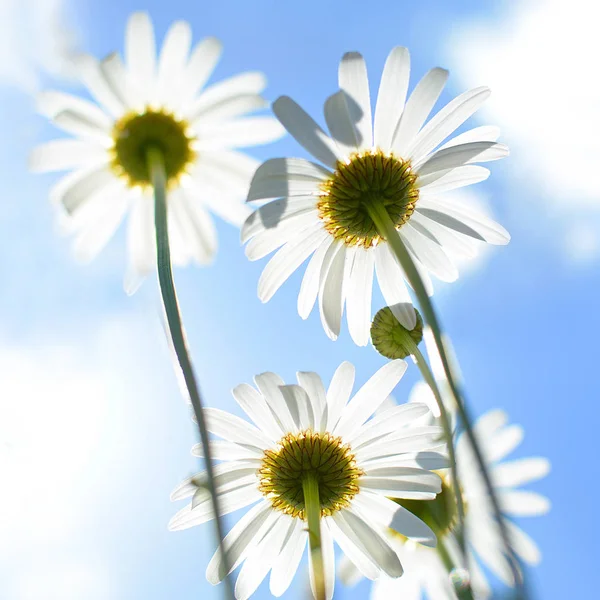 Daisy flowers on blue sky background, bottom view.