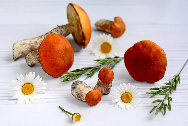 Essbare Pilze Mit Leuchtend Orangefarbenen Hüten Verschiedenen Größen Und Gänseblümchen — Stockfoto