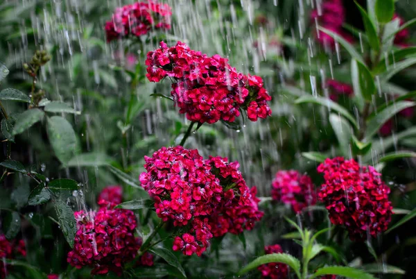 Grandes Gotas Chuva Caem Sobre Flores Carmesim Cravo Close — Fotografia de Stock