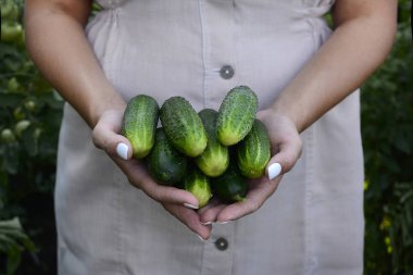 Avuç içi closeup taze sulu salatalık.