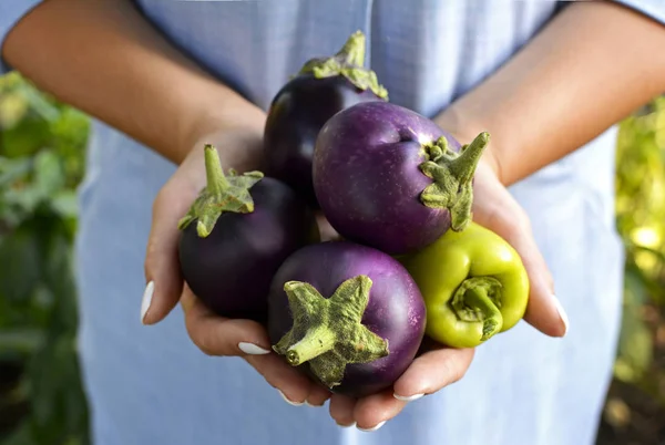 Melanzane viola rotonde e peperoni nelle mani di una donna vicino — Foto Stock