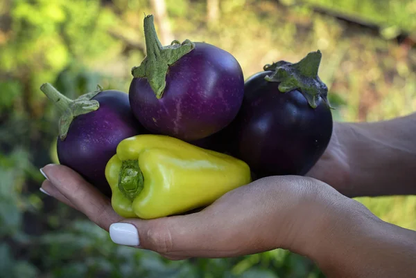 Melanzane rotonde viola e peperoni verdi si trovano sulle palme, vicino — Foto Stock