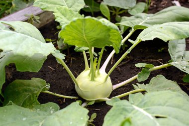 Kohlrabi ile yatağın manzarası. Yakın plan.