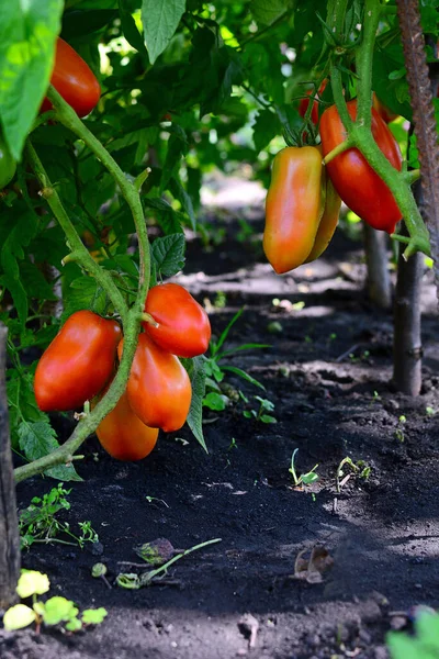 Vista Las Camas Con Tomates Rojos Maduros Cerca — Foto de Stock