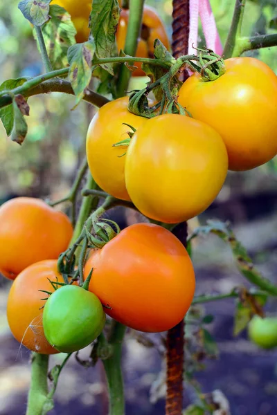Vista Vertical Tomates Amarillos Maduros Cama Del Jardín Primer Plano — Foto de Stock