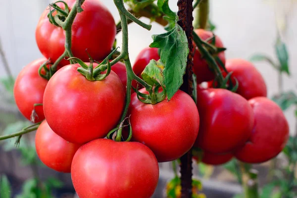 Tomates Rouges Mûres Sur Une Branche Gros Plan — Photo