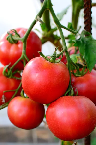 Vista Vertical Tomates Rojos Maduros Cama Del Jardín Cerca — Foto de Stock