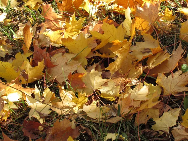 Time Year Golden Autumn — Stock Photo, Image