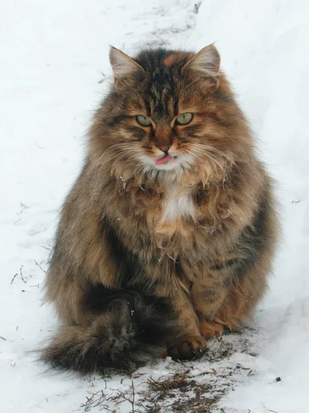Gato Senta Inverno Neve — Fotografia de Stock